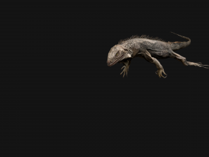 Iguana Reptile Animated 3D Модель