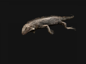 Iguana Reptile Animated 3D Модель