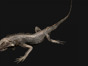 Iguana Reptile Animated 3D Модель