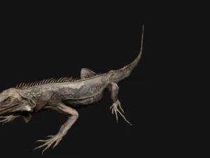 Iguana Reptile Animated 3D Model