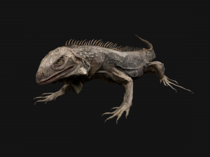 Iguana Reptile Animated 3D Модель