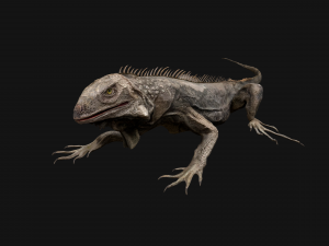 Iguana Reptile Animated 3D Модель