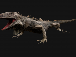 Iguana Reptile Animated 3D Модель