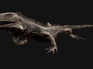 Iguana Reptile Animated 3D Модель