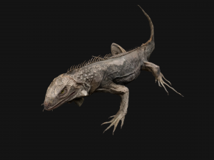 Iguana Reptile Animated 3D Модель