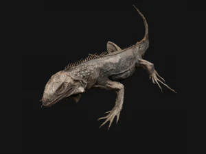 Iguana Reptile Animated 3D Model