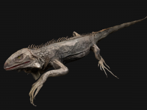Iguana Reptile Animated 3D Модель