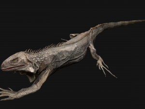 Iguana Reptile Animated 3D Модель