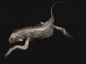 Iguana Reptile Animated 3D Модель