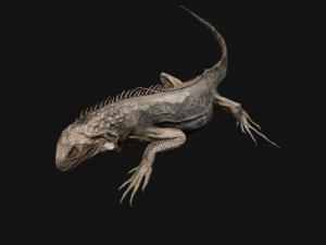 Iguana Reptile Animated 3D Модель