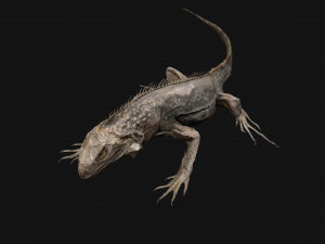 Iguana Reptile Animated 3D Модель