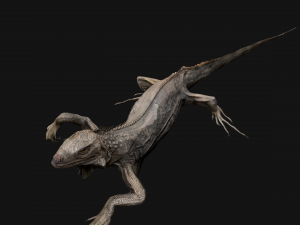 Iguana Reptile Animated 3D Модель