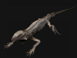 Iguana Reptile Animated 3D Модель