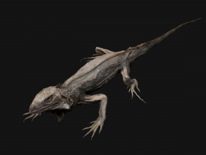 Iguana Reptile Animated 3D Модель