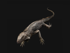 Iguana Reptile Animated 3D Модель