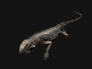 Iguana Reptile Animated 3D Модель