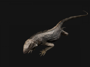 Iguana Reptile Animated 3D Модель