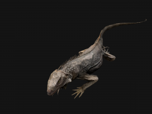 Iguana Reptile Animated 3D Модель