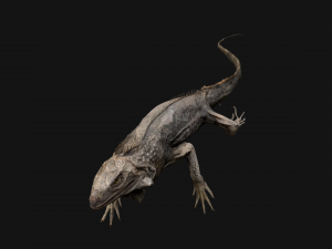 Iguana Reptile Animated 3D Модель
