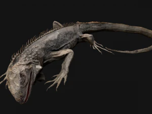 Iguana Reptile Animated 3D Model