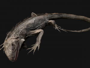 Iguana Reptile Animated 3D Модель