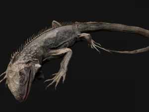 Iguana Reptile Animated 3D Model
