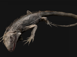 Iguana Reptile Animated 3D Модель