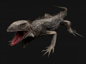 Iguana Reptile Animated 3D Модель