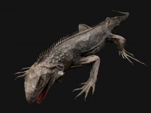 Iguana Reptile Animated 3D Модель