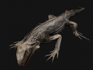 Iguana Reptile Animated 3D Модель