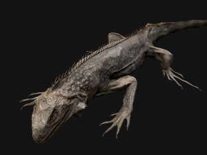 Iguana Reptile Animated 3D Модель