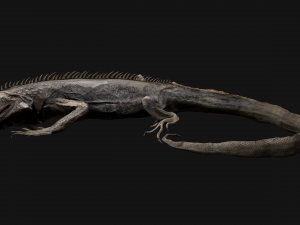 Iguana Reptile Animated 3D Модель