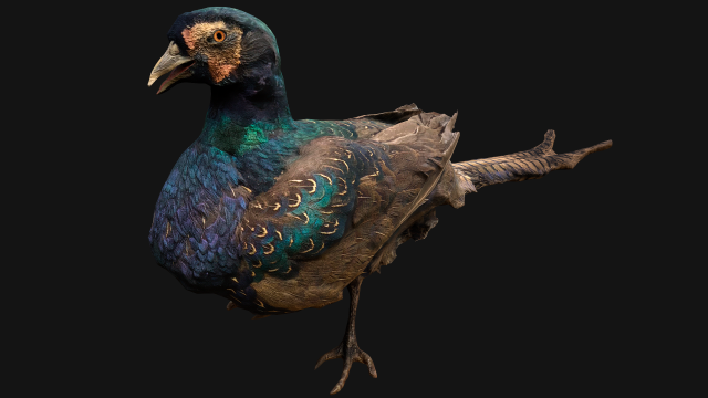 Pheasant Bird 3Dモデル .c4d .max .obj .3ds .fbx .stl .blend 