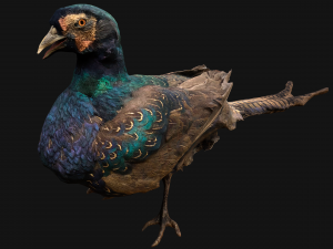 Pheasant Bird 3D Model