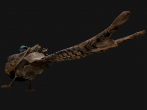 Pheasant Bird 3Dモデル