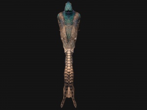 Pheasant Bird 3Dモデル