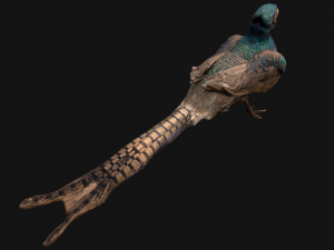 Pheasant Bird 3Dモデル