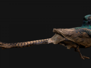 Pheasant Bird 3Dモデル