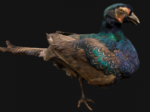 Pheasant Bird 3Dモデル