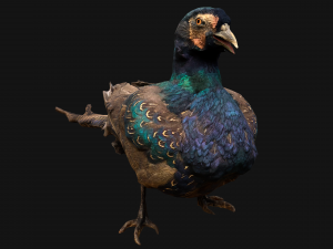 Pheasant Bird 3Dモデル