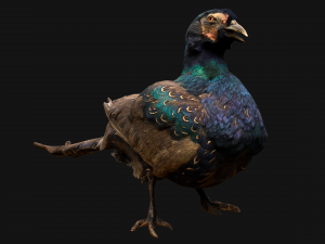 Pheasant Bird 3Dモデル