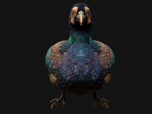 Pheasant Bird 3Dモデル