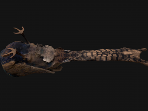 Pheasant Bird 3Dモデル