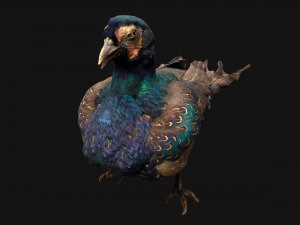 Pheasant Bird 3Dモデル
