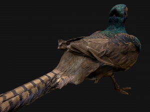 Pheasant Bird 3Dモデル
