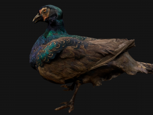 Pheasant Bird 3Dモデル
