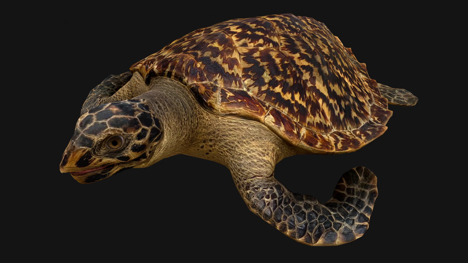 Turtle Reptile Animated 3D Model .c4d .max .obj .3ds .fbx .stl .blend 