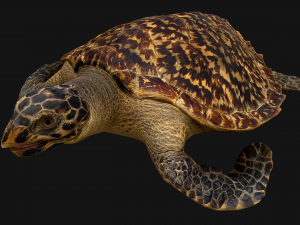 Turtle Reptile Animated Model 3D