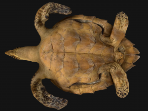 Turtle Reptile Animated 3D 模型
