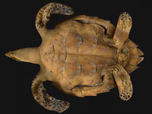 Turtle Reptile Animated 3D Model